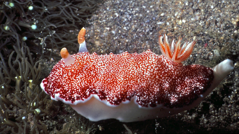 Illustration for article titled Striking Photographs Of Sea Slugs Expose The Alien World Under the Sea